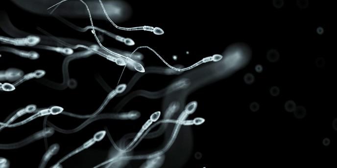 Les spermatozoïdes sont maintenant utilisables pour appliquer des traitements aux tumeurs cancéreuses